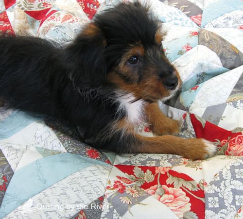 Pets on Quilts