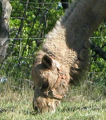 Camel in Cantril Iowa