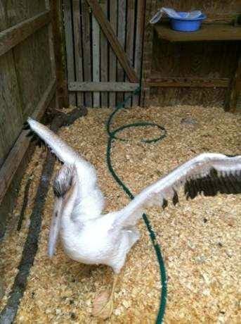 Pelly the Pelican at Raptor Center