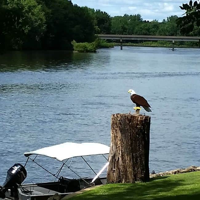 Eagle by the river