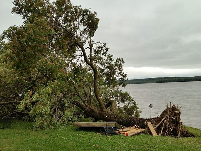 Fallen tree along the Mississippi river
