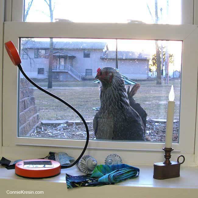 neighbors chicken watching me quilt