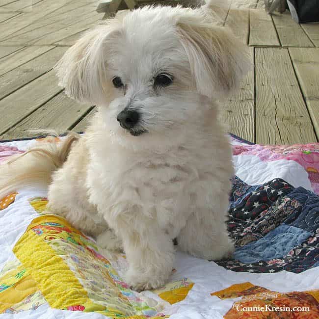 Sadie on quilt