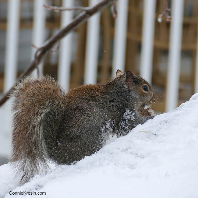 Squirrel eating on the deck