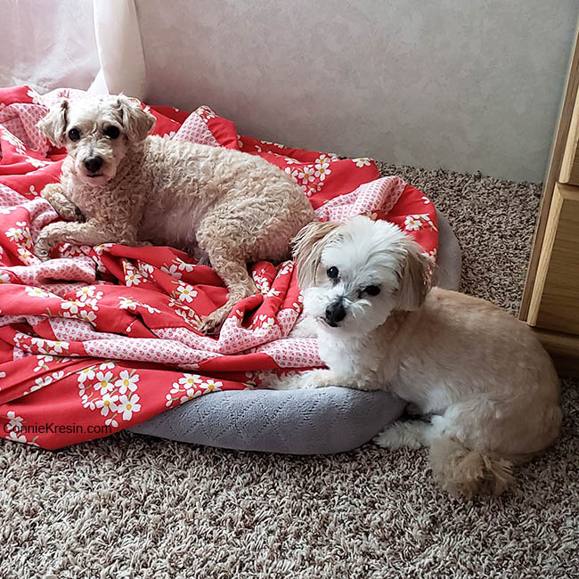 Our dogs after getting haircuts