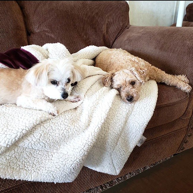 Mickey the poodle and Sadie on the couch