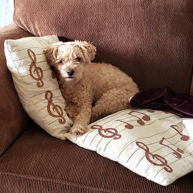 Mickey the miniature poodle with hair grown back