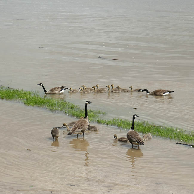 River geese