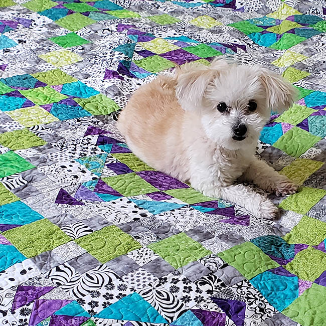 Sadie on the bed