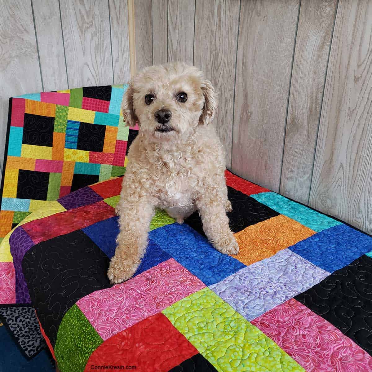 Dog on the Midnight Glow lap quilt and baby quilt behind
