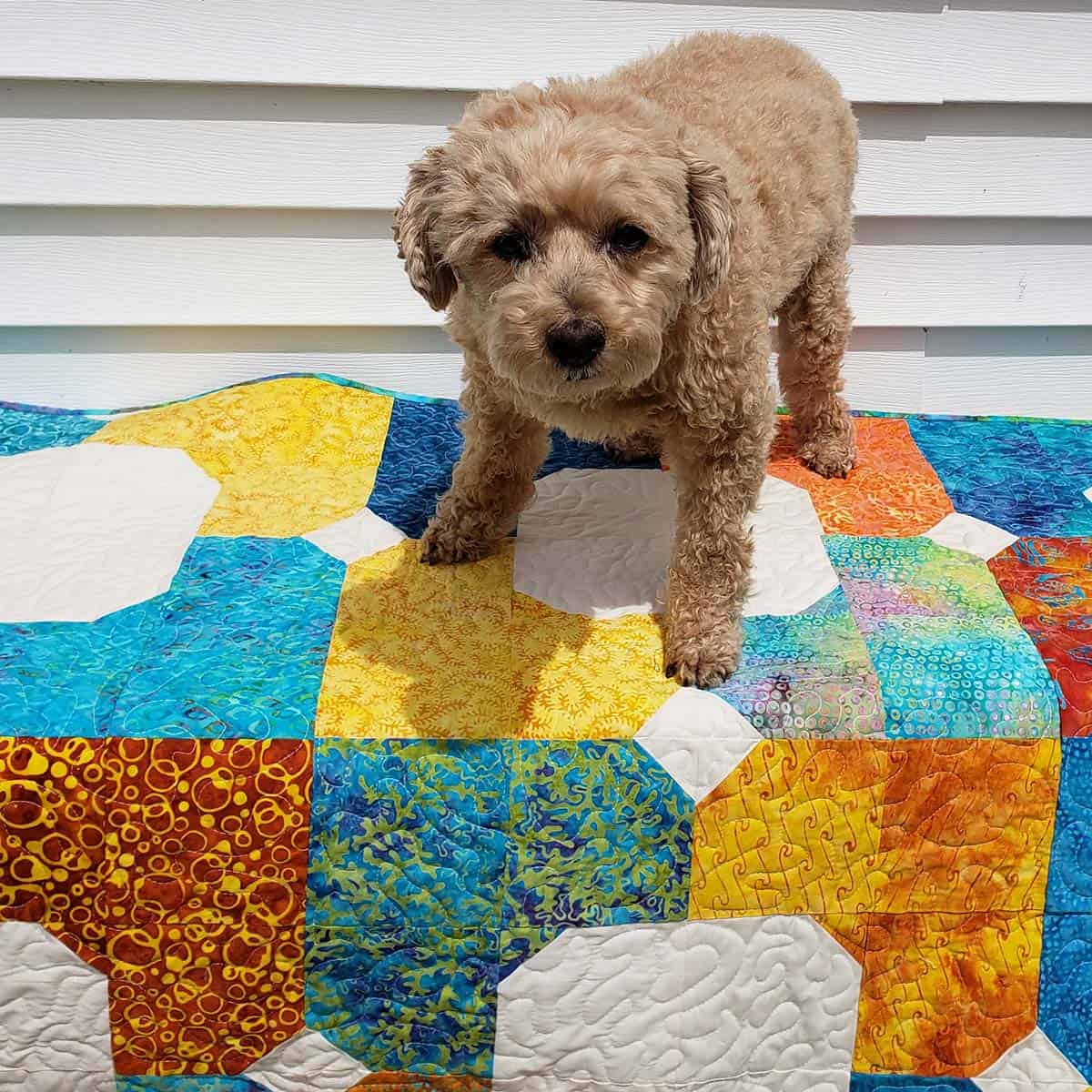 Not a happy dog on the Morning Glory baby quilt