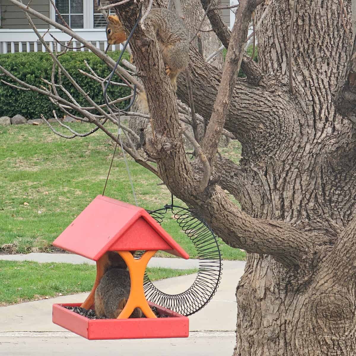2 squirrels