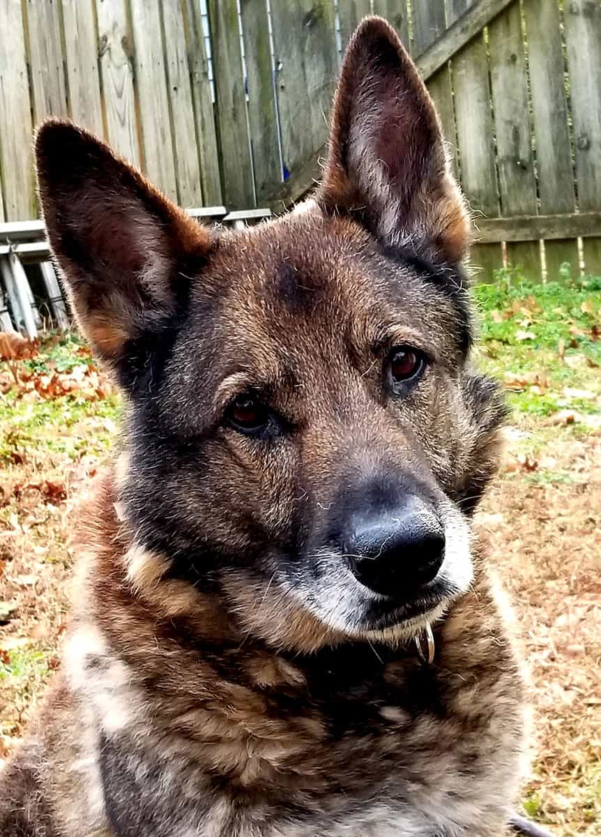 Deegan the dog