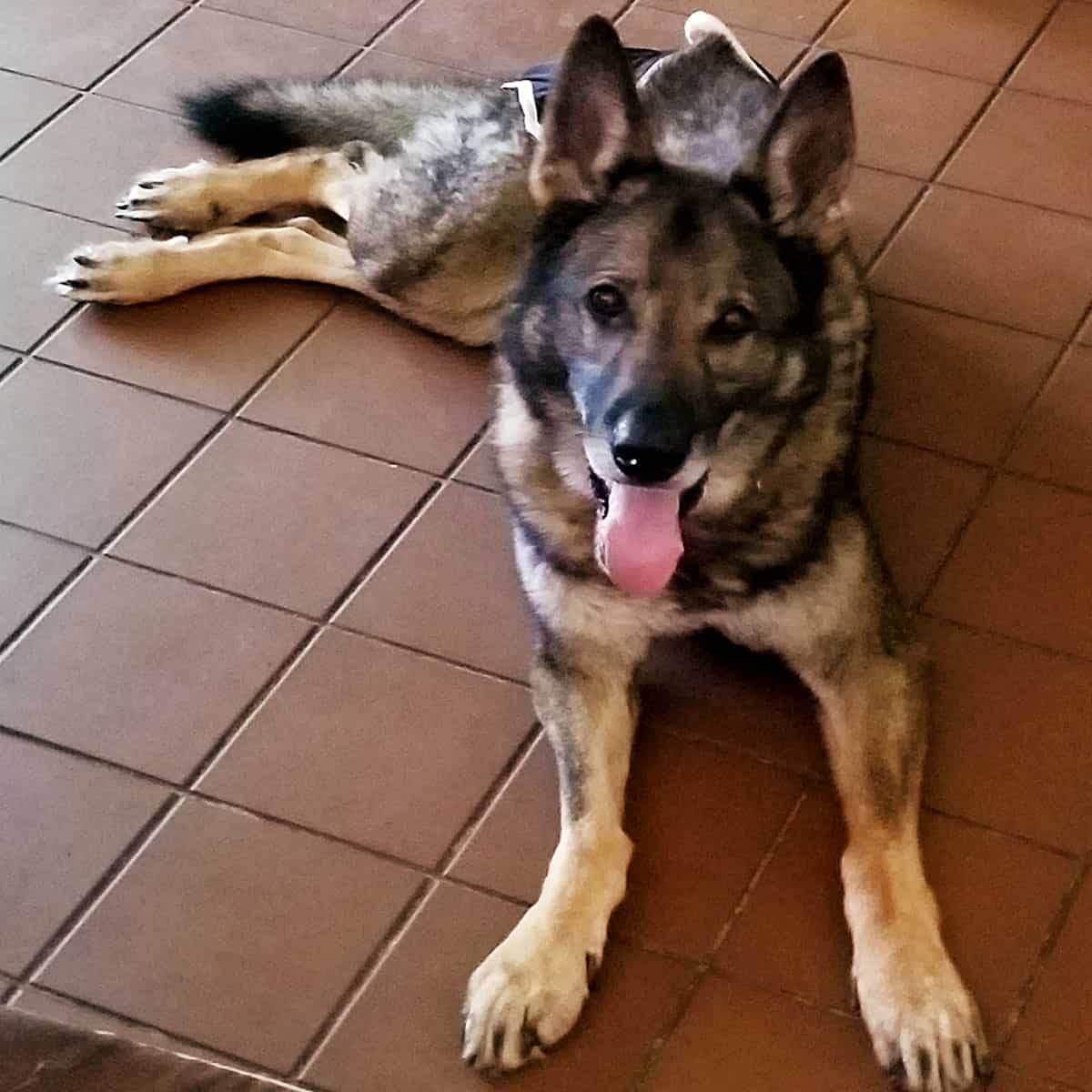 Deegan the dog