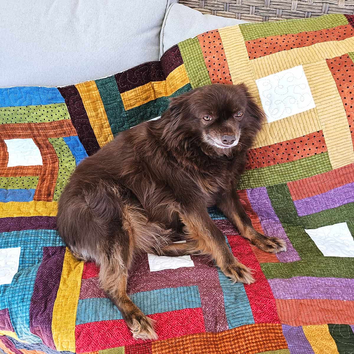 Rusty on the quilt