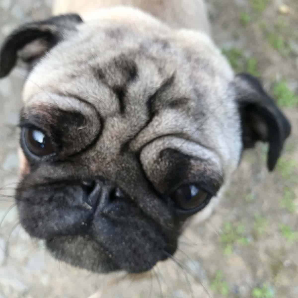 Missy the pug
