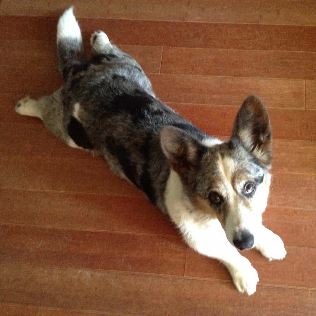 Corgi dog