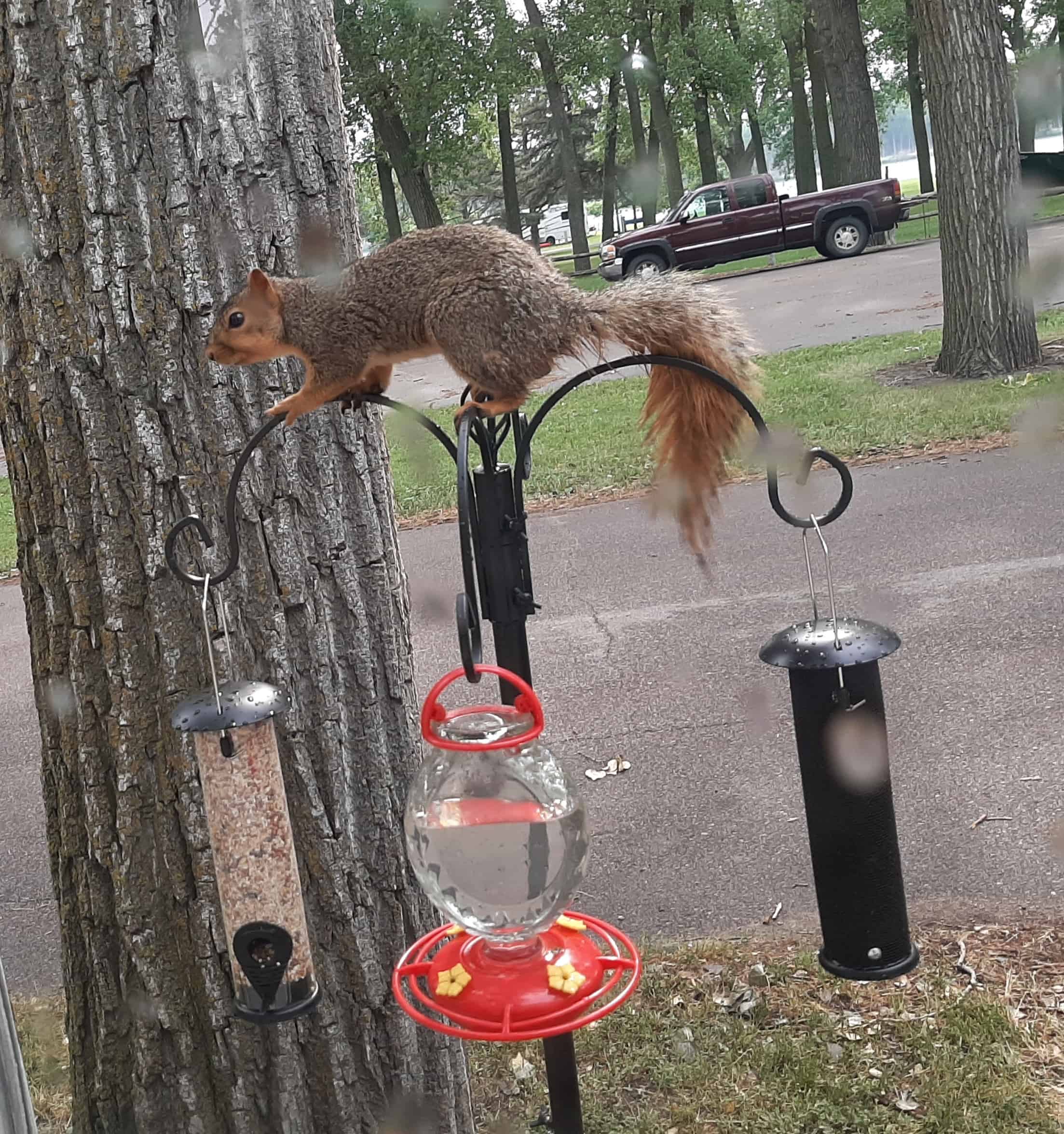 Squirrel on bird feeders