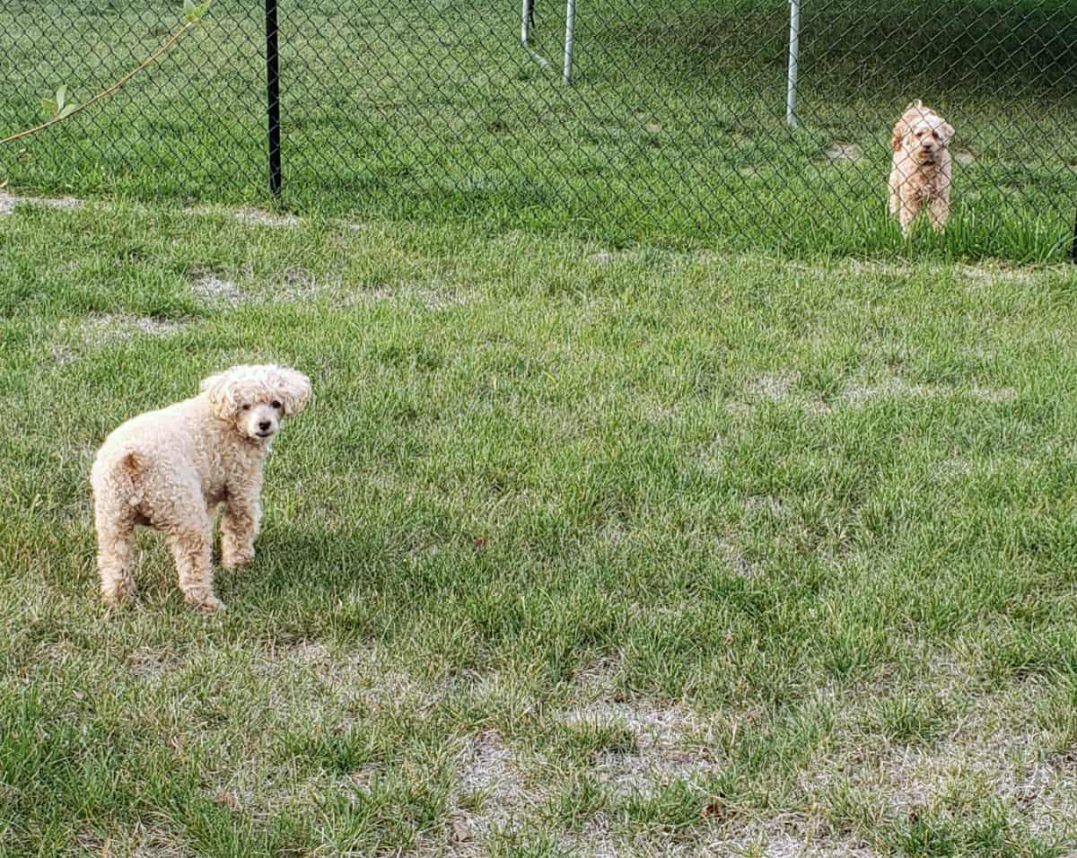 dogs in backyard