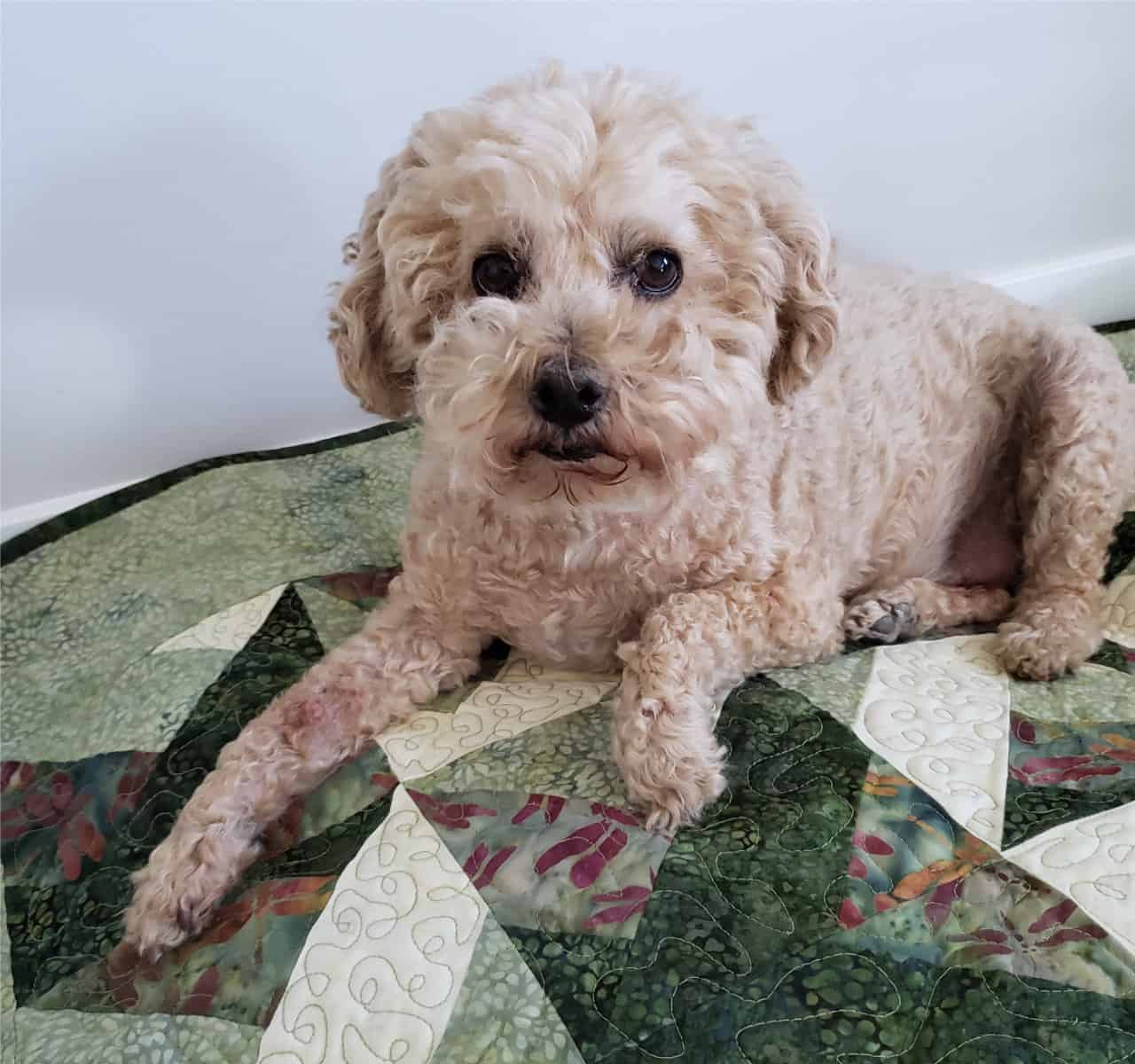 Closeup of Mr. Mickey the miniature poodle on the quilt