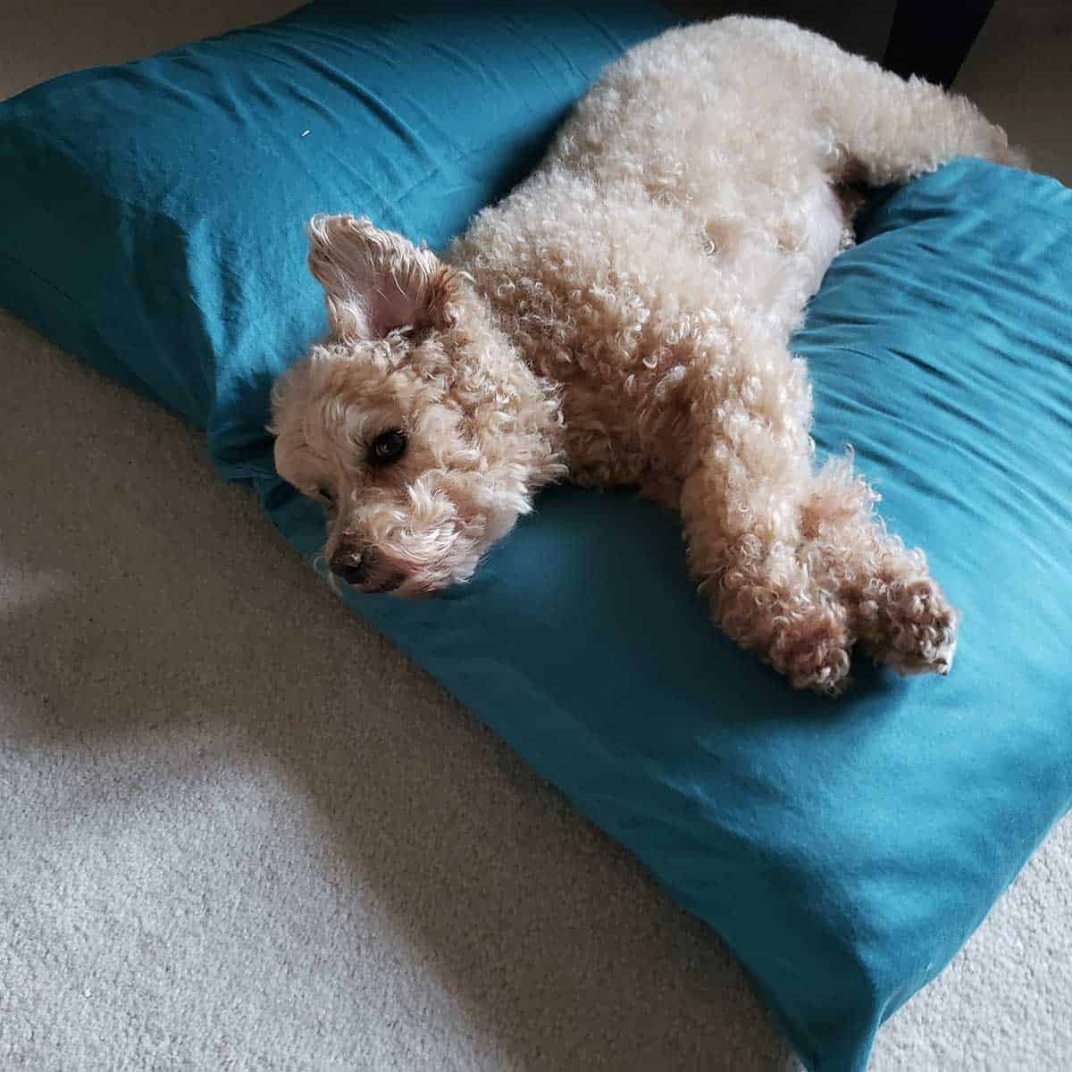 Mickey the miniature poodle laying on pillows