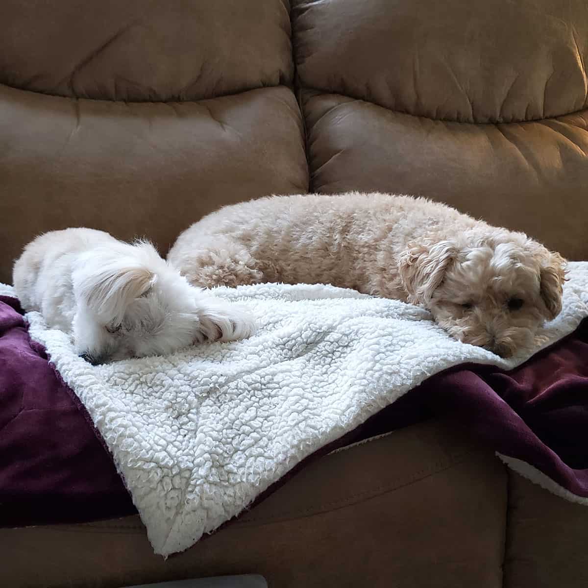 Miss Sadie and Mr Mickey on couch