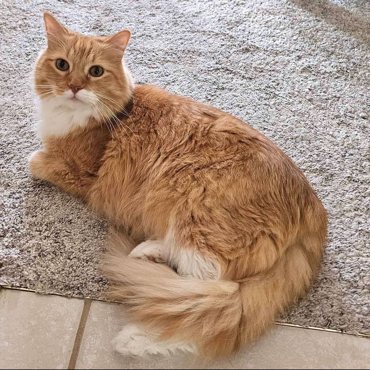 Mr. Puff