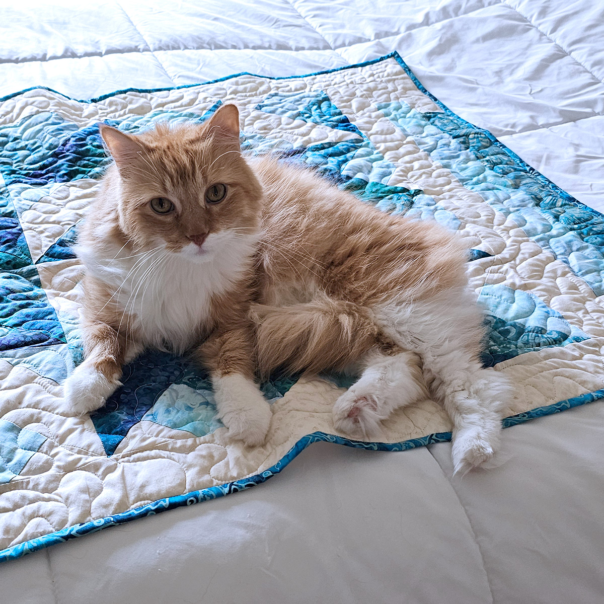 Mr. Puff on the quilt