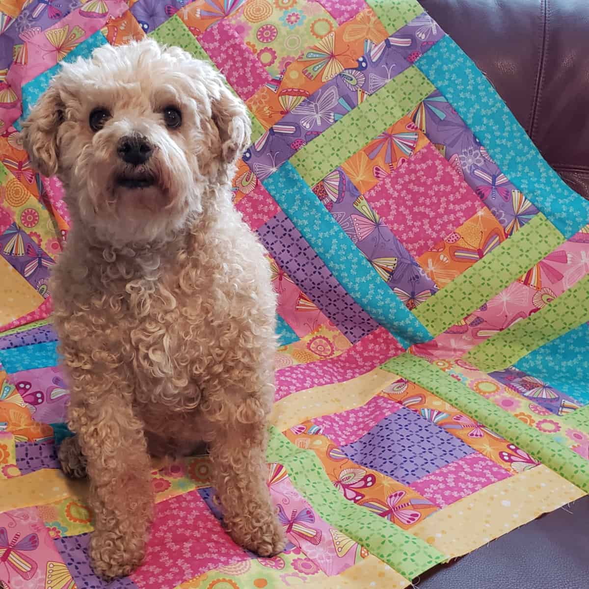Cute photo of dog on quilt