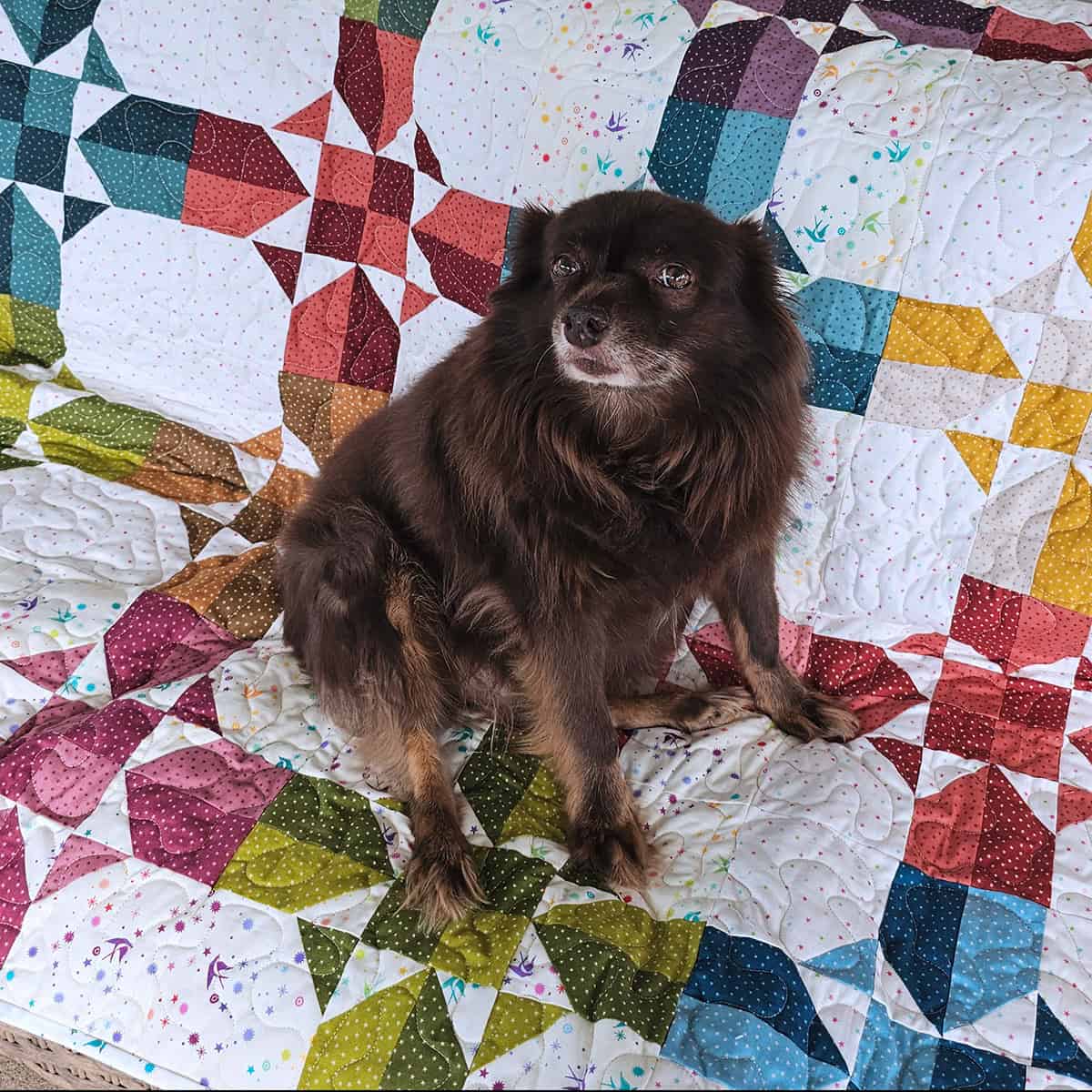 Rusty on quilt