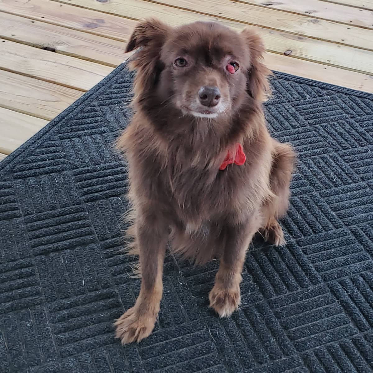 Rusty with Cherry Eye