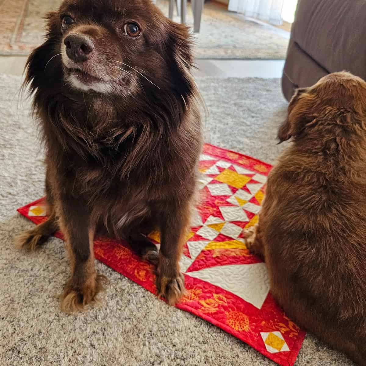 Granddog and Rusty