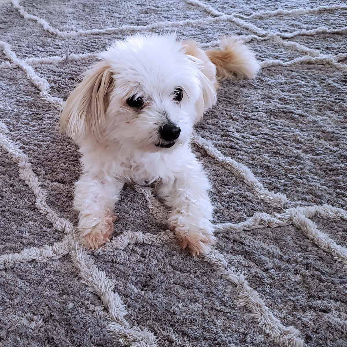 Sadie the dog