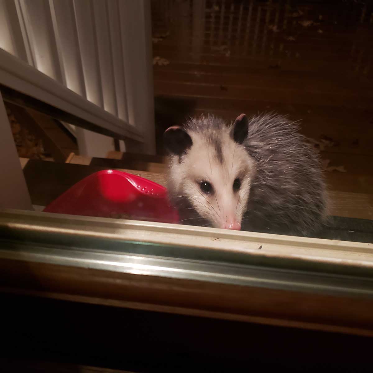 opossum eating cat food by the back door