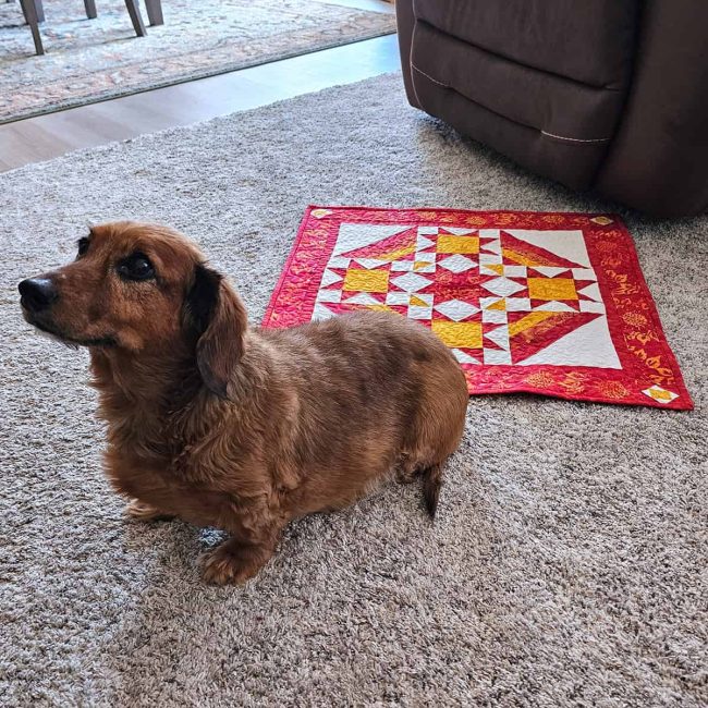 Dogs on quilts