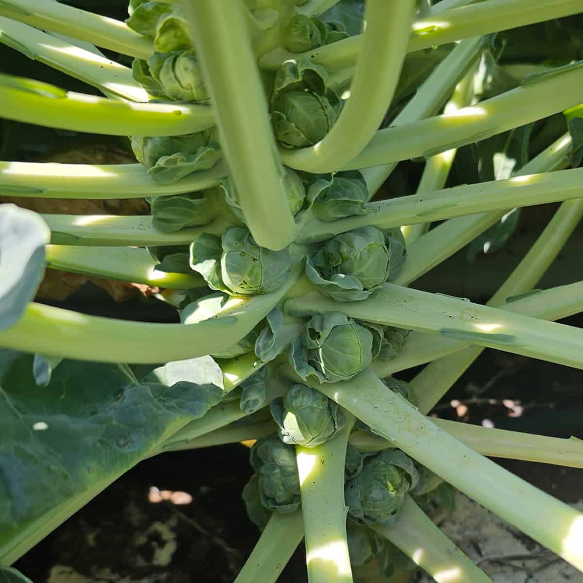 Brussel Sprouts
