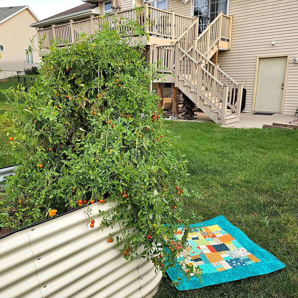 Cherry tomato plant