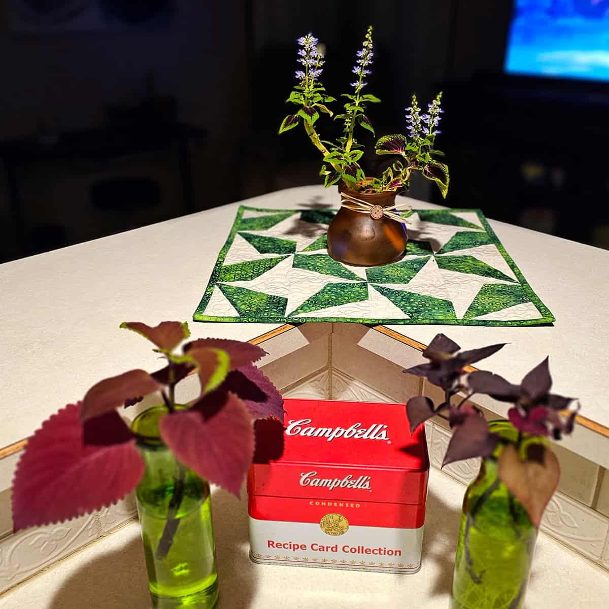 Coleus plants