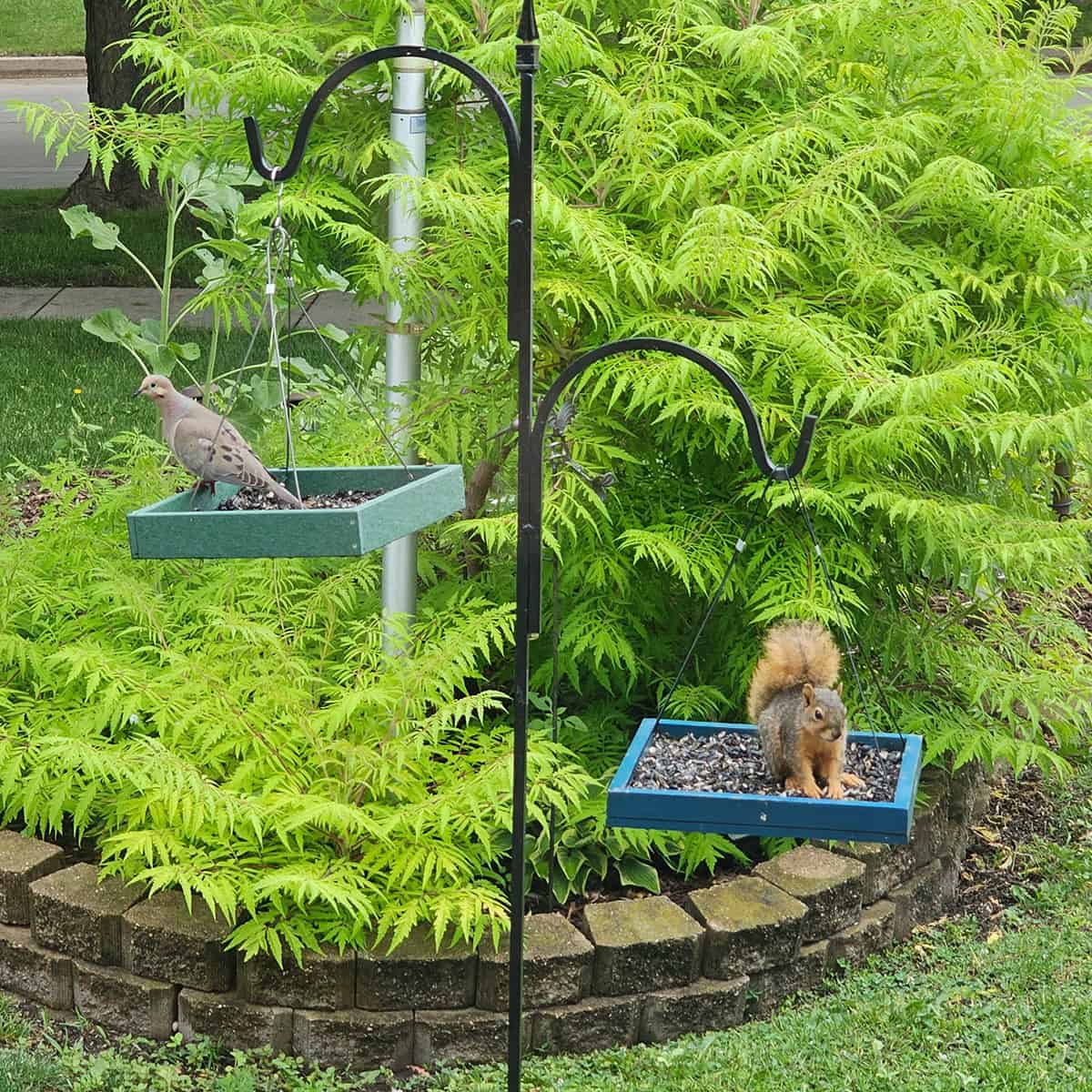Dove and squirrel