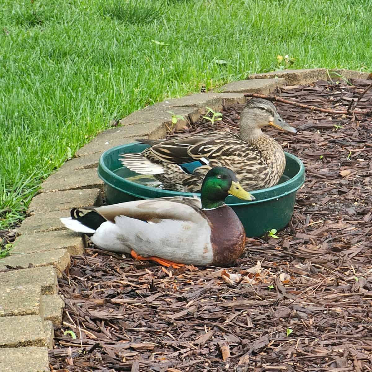 The mallard ducks are still visiting every day