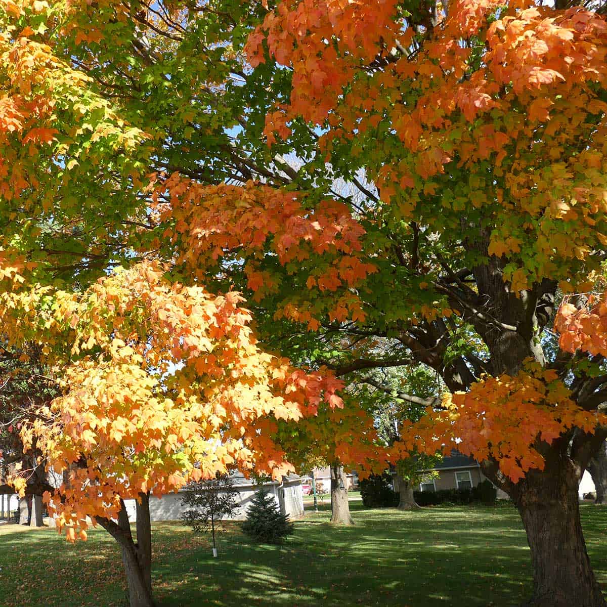 Fall leaves