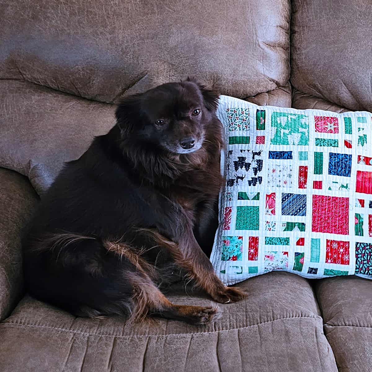 Rusty with the pillows on the couch