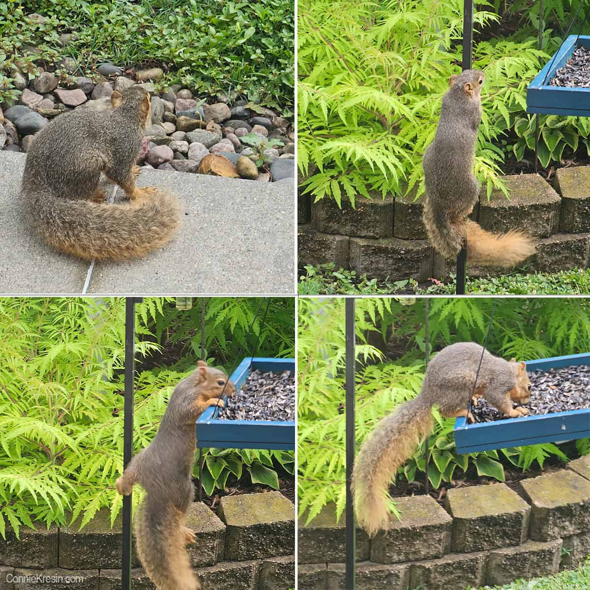 Squirrel and feeder