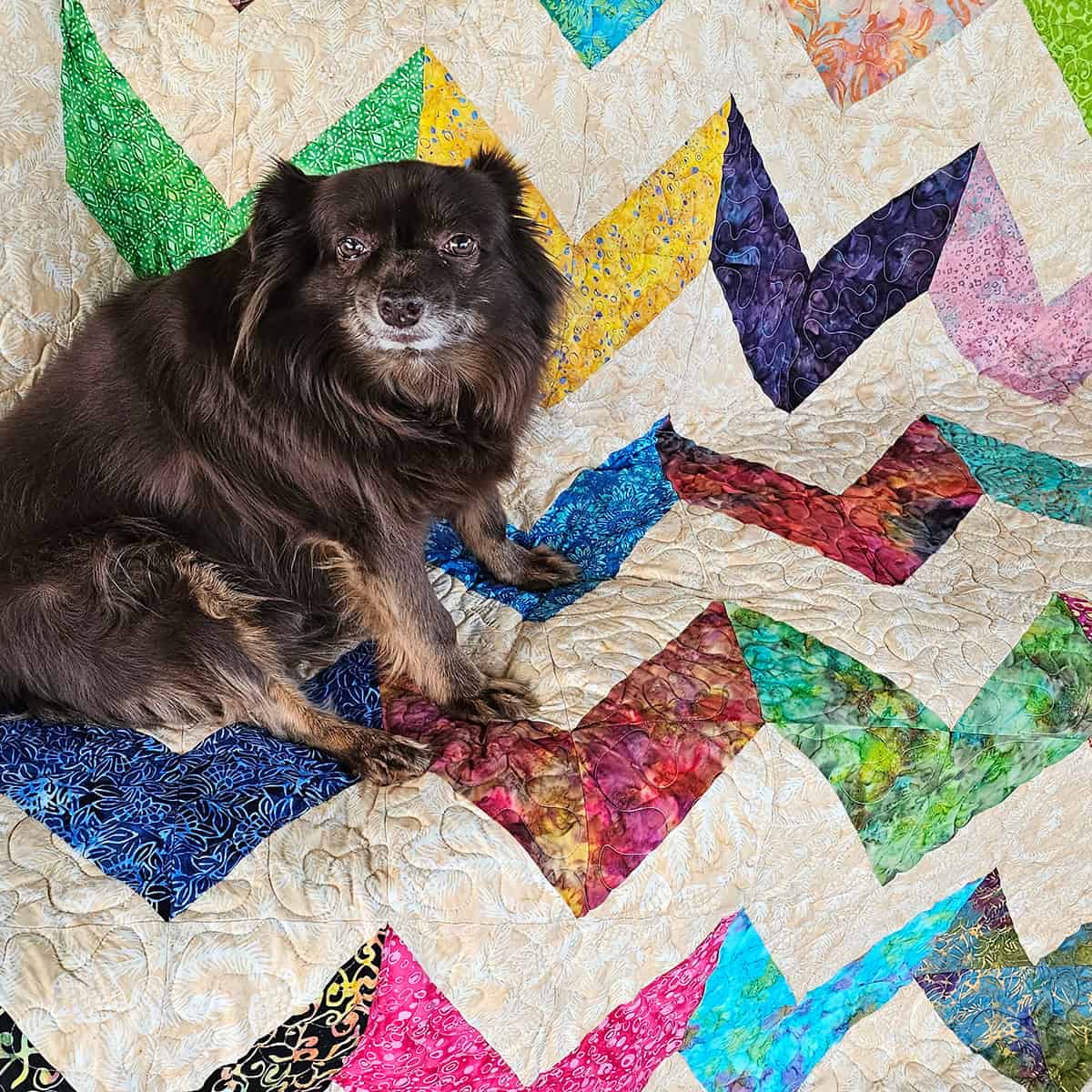 Rusty on the quilt