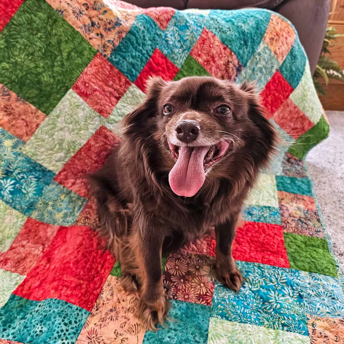 Rusty on quilt