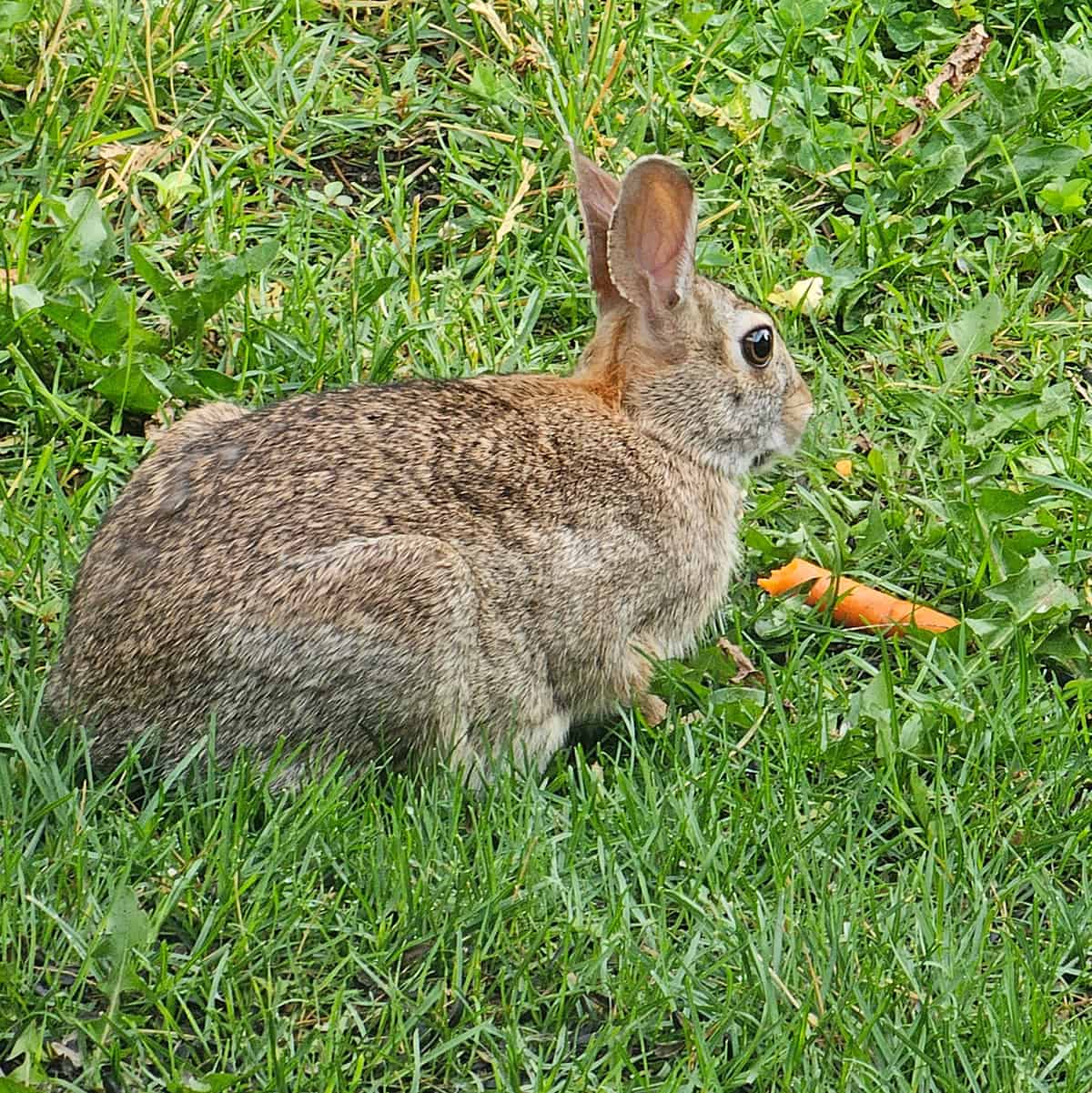 rabbit and a carrot
