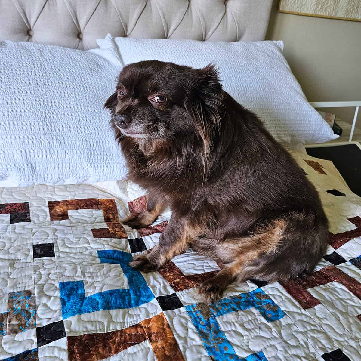 Rusty on the bed