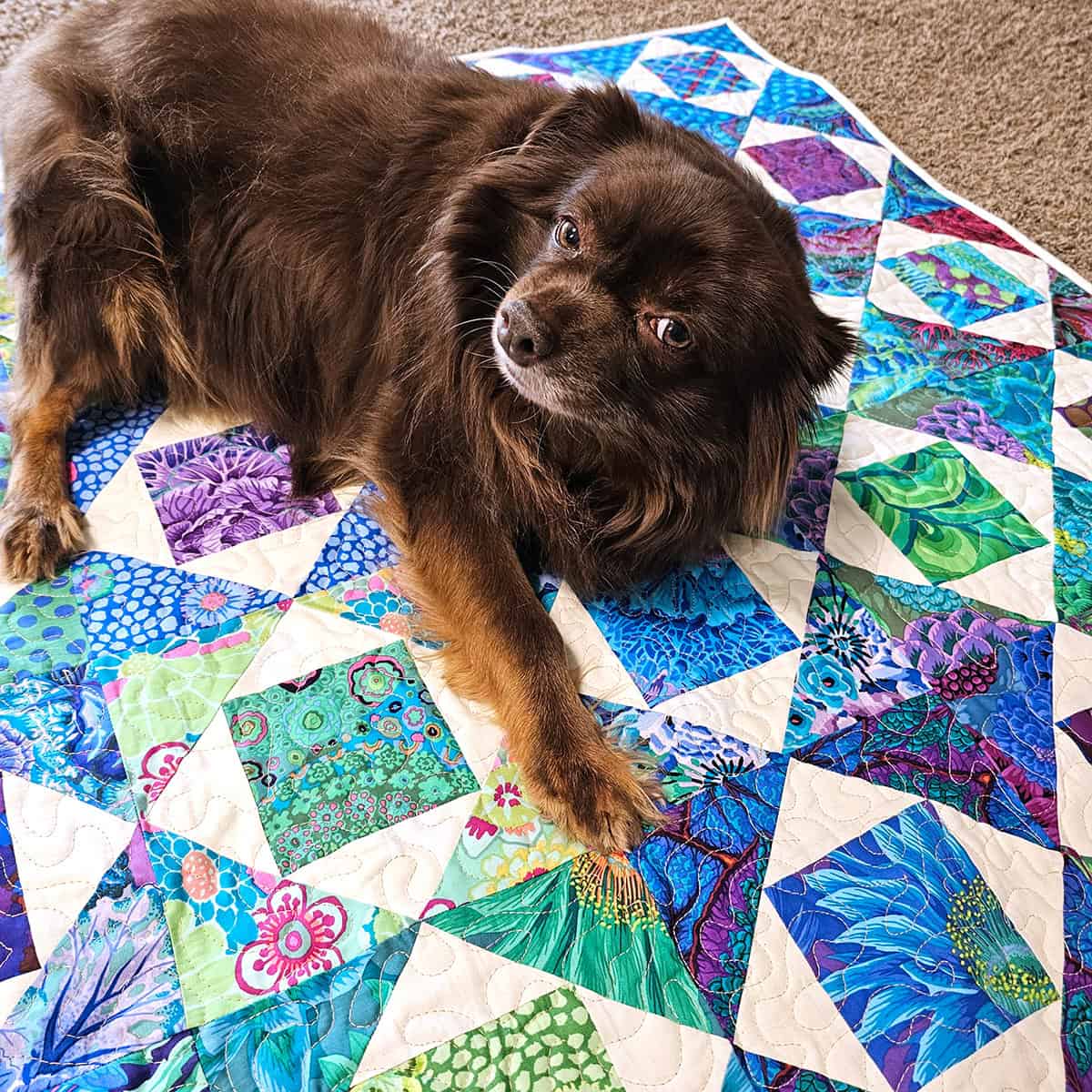dog on quilt