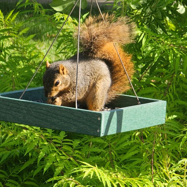 cute squirrel
