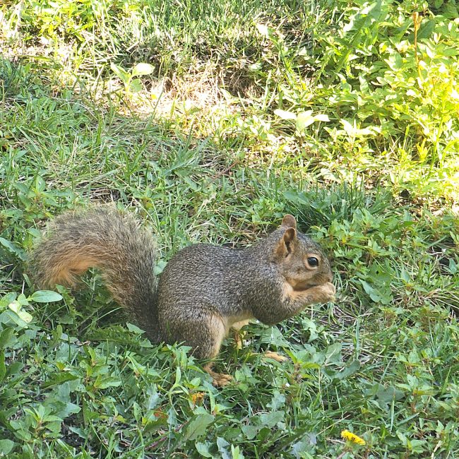 cute squirrel